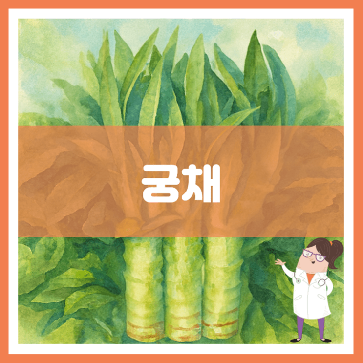  궁채 효능 영양성분 부작용
