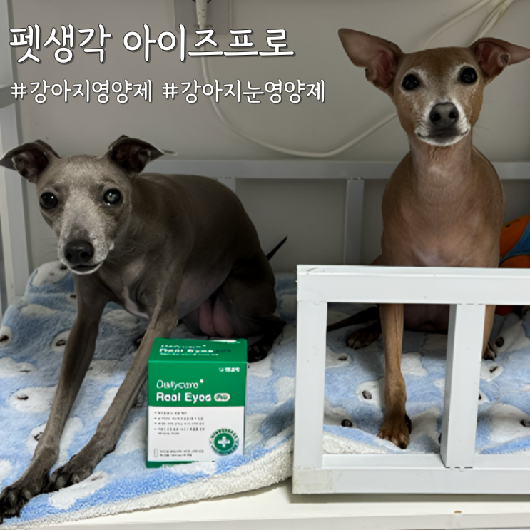  강아지 눈영양제 제대로 고르는 법 + 펫생각 아이즈프로 선택 이유