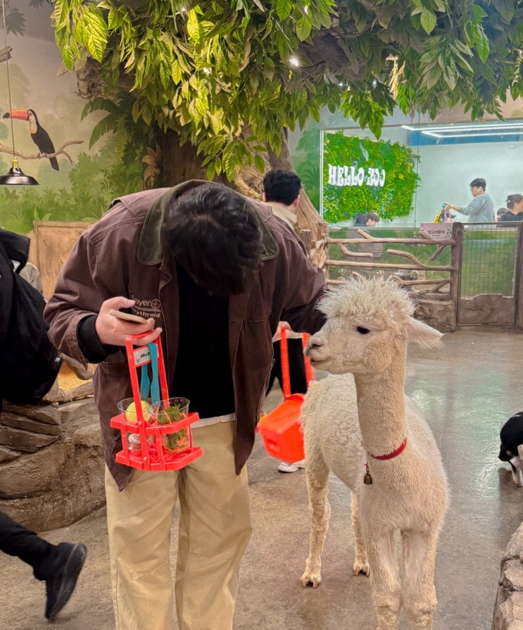  울산 도심 실내 동물원 키즈카페 헬로우쥬 아이랑 가볼만한곳 귀여운 알파카 먹이주기체험