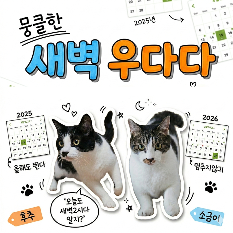  고양이 봄철 우다다를 보며 뭉클했던 이유