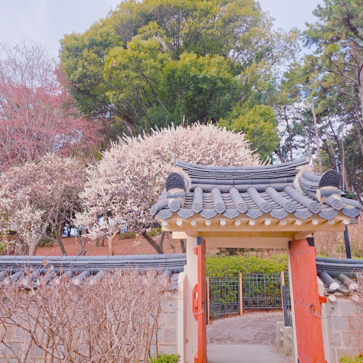  부산 매화명소 충렬사 부산 봄 꽃 구경 가볼만한 곳 3월1일 개화상황