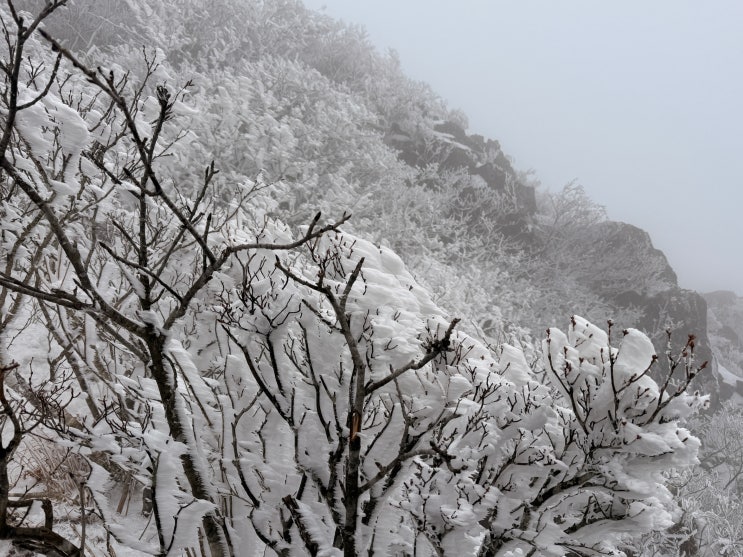  눈부신 상고대 터널을 걷다, 3.1절 영남알프스 신불산-간월산 환종주 비경 ️