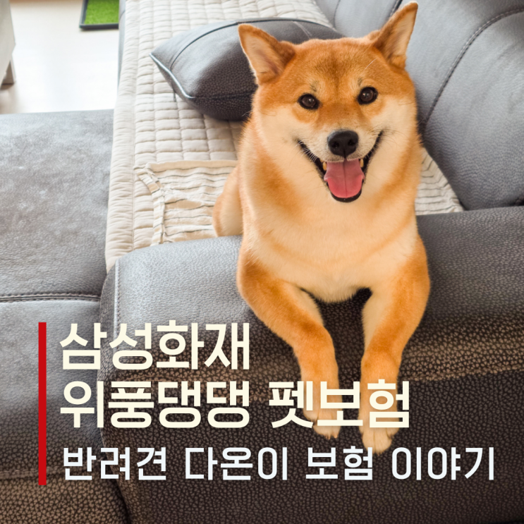  강아지 보험 삼성화재 위풍댕댕, 시바견 다온이 3년 실제 보상 기록