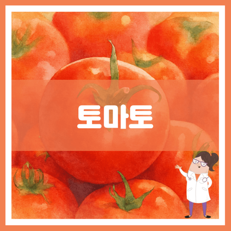  토마토 효능 영양성분 부작용