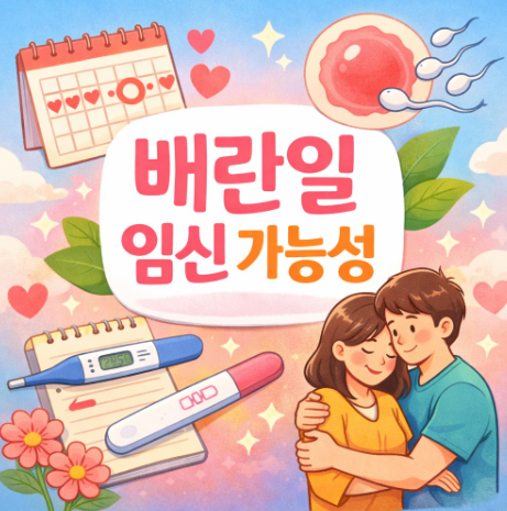  배란일 임신가능성 언제 가장 높을까? 가임기 계산과 관계 시기 정리
