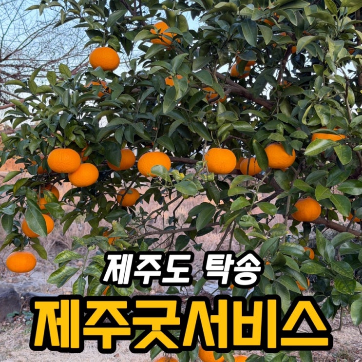  제주도 탁송 후기｜렌트카 대신 제주 탁송, 제주굿서비스 이용해보니
