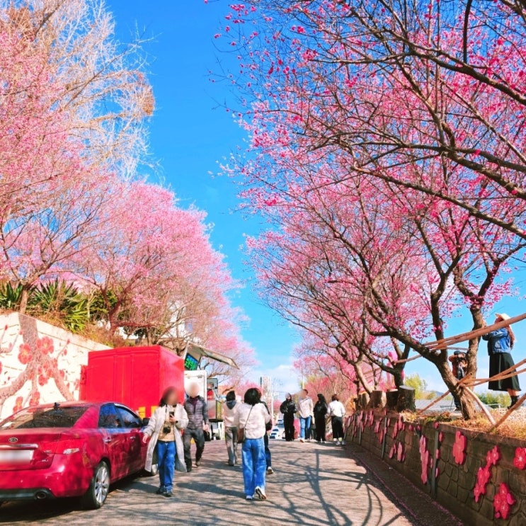  순천 매화명소 탐매마을 홍매화 개화상황 3월 전남 여행 봄 꽃구경 가볼만한 곳 매화개화시기
