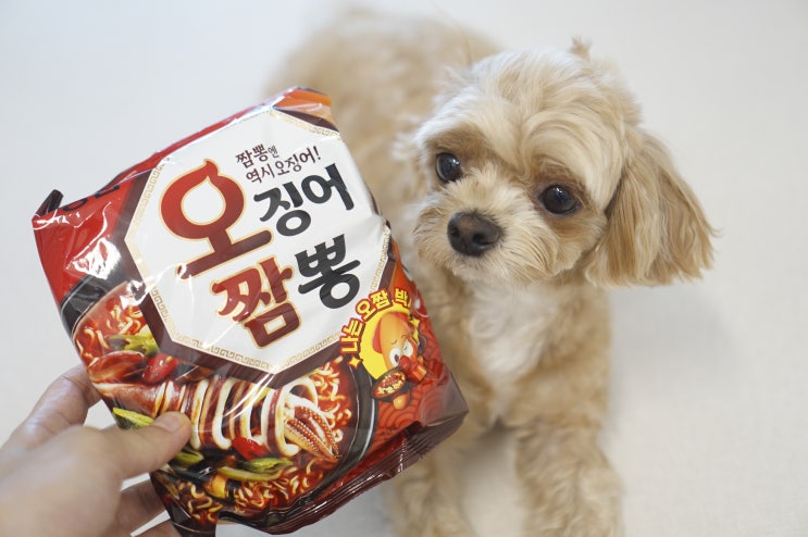  강아지 라면 사람용 생라면 펫푸드로 어떨까?