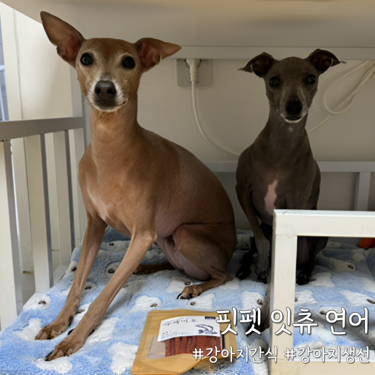  강아지생선 기호성 좋은 강아지간식, 핏펫 잇츄 연어 추천