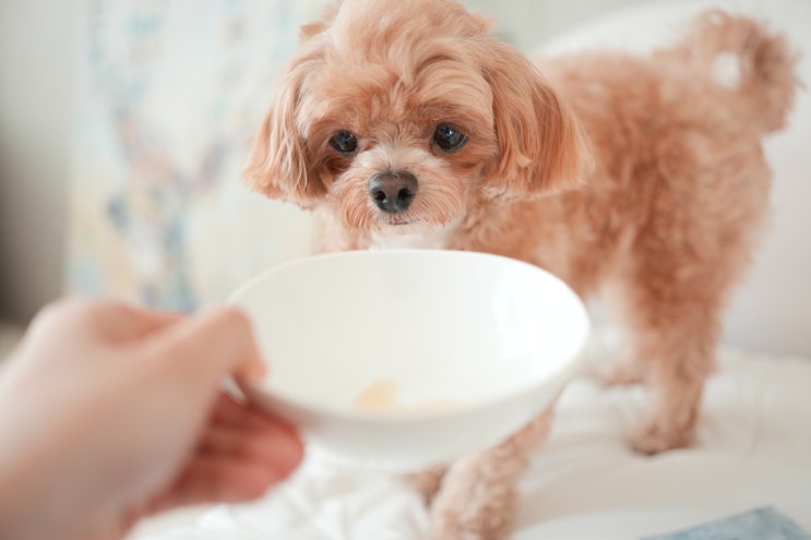  고양이 강아지 오메가3 영양제로 급여 가능한 음식은?