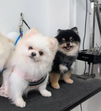  포메라니안 미용 털빠짐 포메 원숭이시기 주의사항