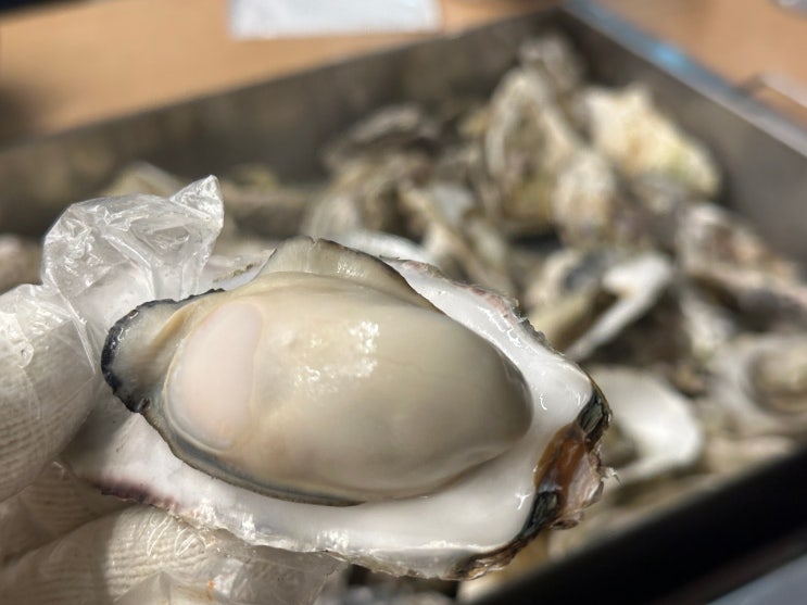 천안 신부동 천안터미널 맛집 오동통 존맛 석화찜이랑 해물해장라면 조개킹