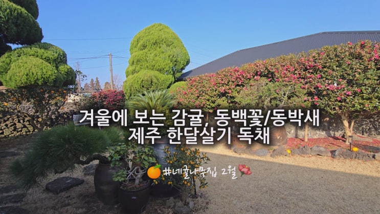  팔순,구순 부모님과 구옥에서 제주한달살기, 2월 독채