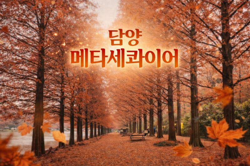 [담양 단풍명소] 데이트코스 "메타세콰이어길"
