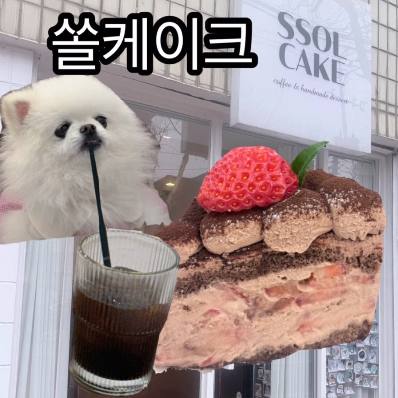 [대구 범어동] 수성구청역 근처 애견동반 카페 '쏠케이크(SSOL CAKE)' : 케이크가 맛있는 힐링 스....