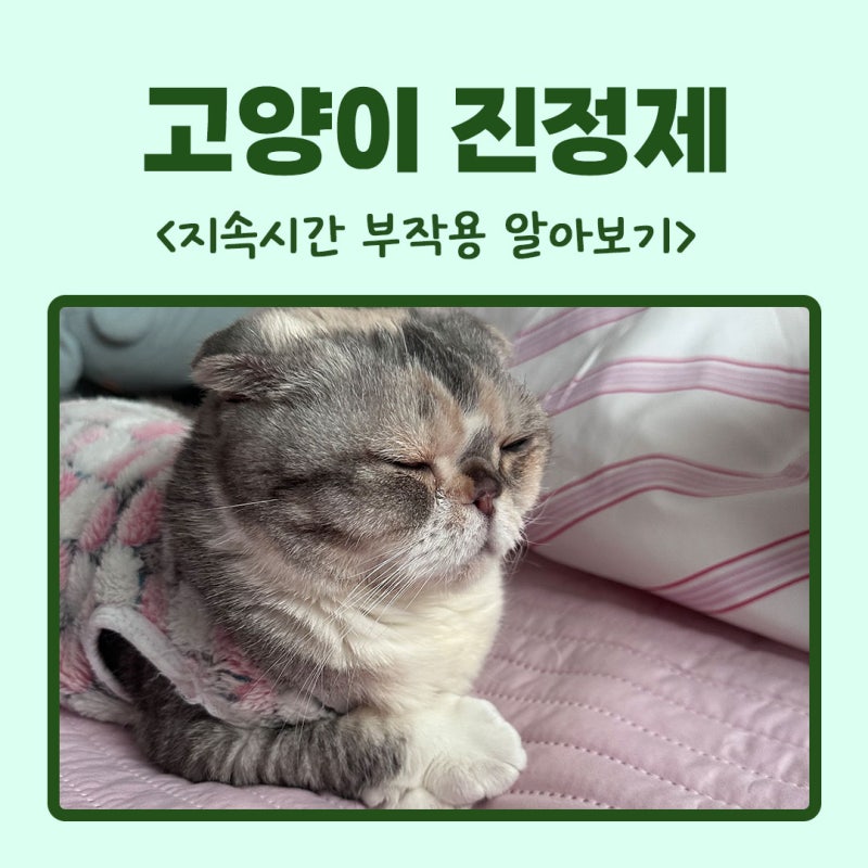 고양이진정제 지속 시간 부작용 알아보고 급여하기