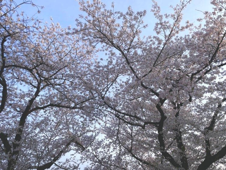  전북 전주 벚꽃여행 드라이브 가볼만한곳 명소 개화시기 축제