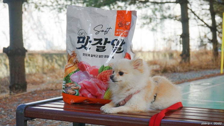  기호성 좋은 강아지 소프트 사료 맛잘알 관절.