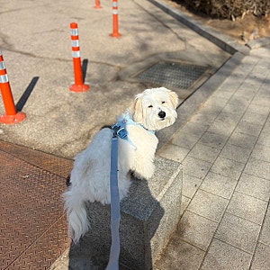 러프웨어 하네스 신상! 프론트레인지 플렉스 하네스+리쉬 후기(가벼운 하네스 추천)