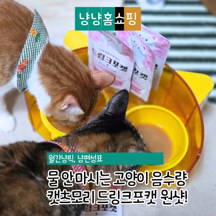  물 안 마시는 고양이 음수량 늘리기 캣츠모리 드링크포캣 후기
