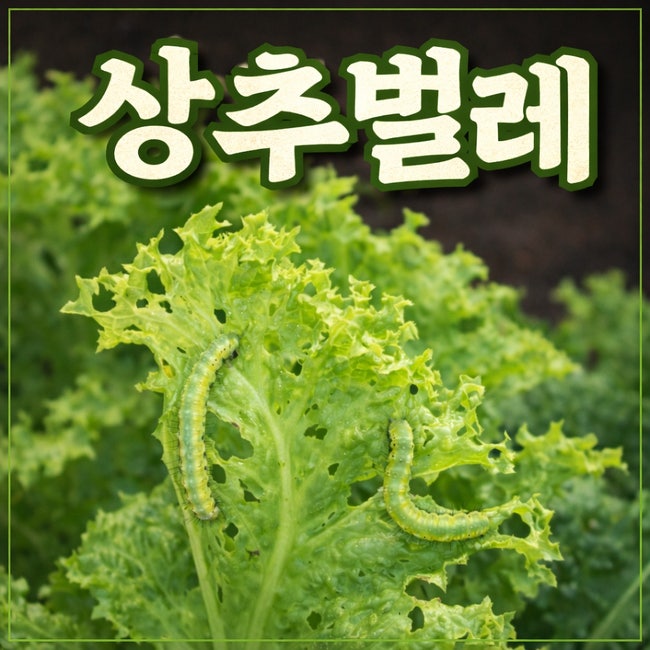 상추벌레 퇴치법 구멍 숭숭 상추 살리기!