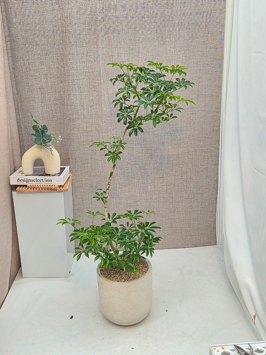 예향 사진 5