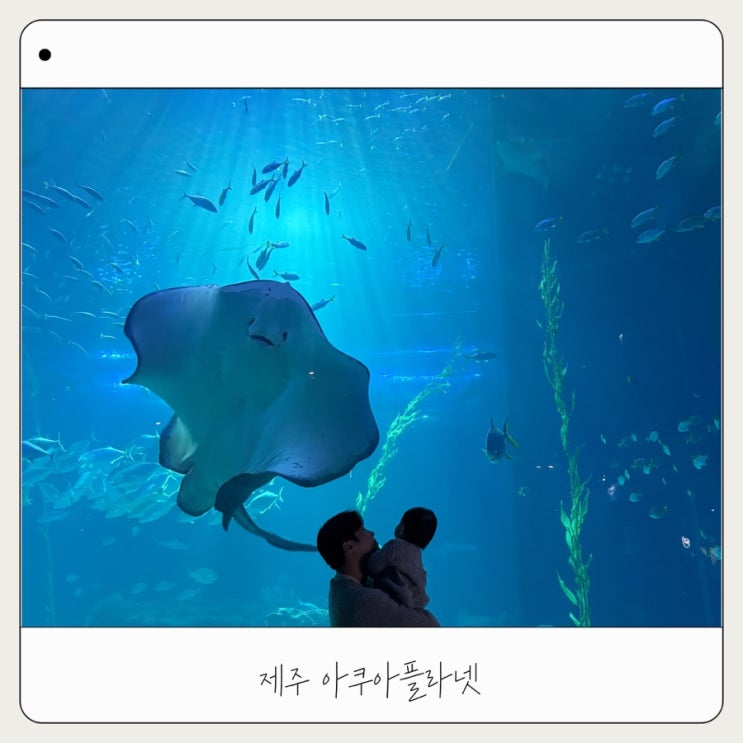  [아쿠아플라넷 제주] 아기랑 제주여행 코스 추천
