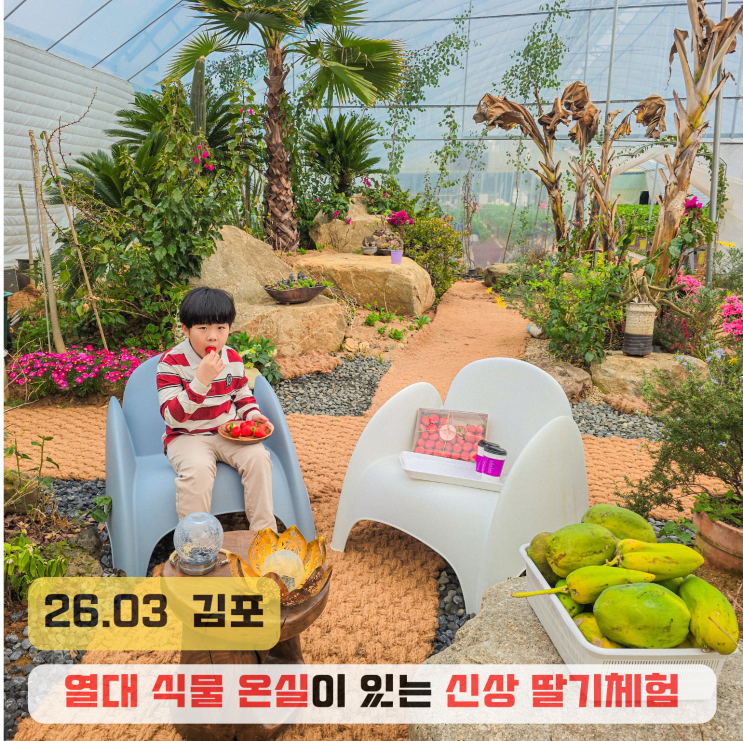  김포 아이와 실내 가볼만한곳 나포레 신상 딸기체험 농장