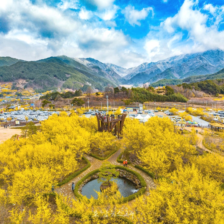  화이트데이에 피어나는 노란 설렘..제27회 구례산수유꽃축제 개최