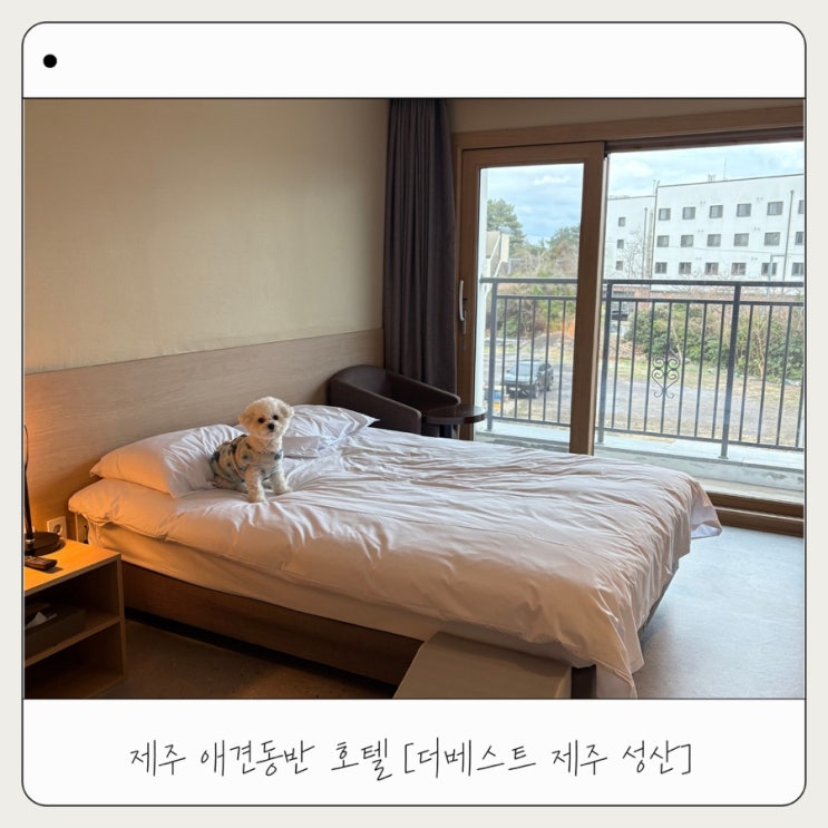  [더베스트제주성산] 아기랑 애견동반 성산 숙소 추천