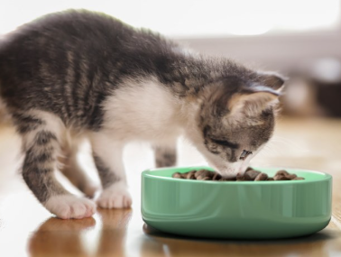  새끼고양이 분유 이유식 먹이 초유 아기고양이밥 AtoZ
