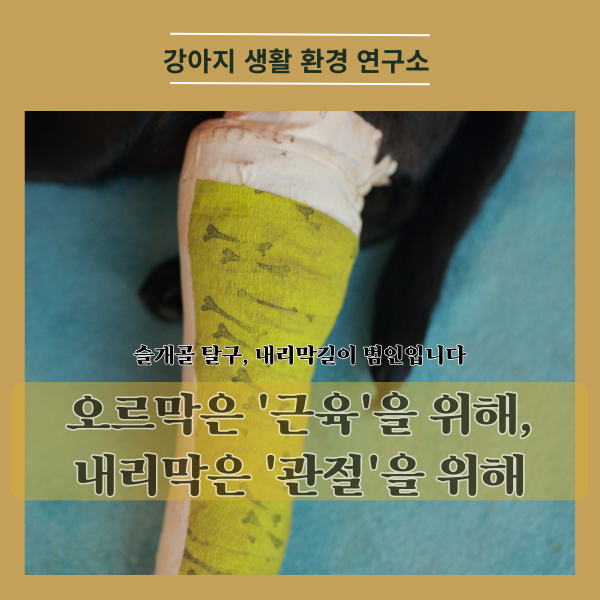  슬개골 탈구 예방의 핵심, 내리막길 산책 시 반드시 지켜야 할 3가지 주의 사항