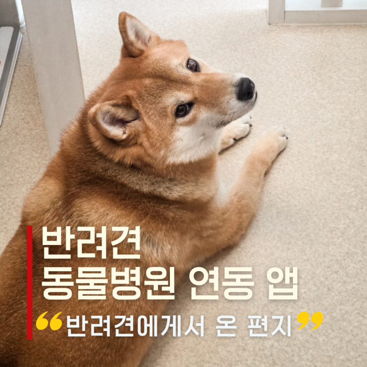  강아지 예방접종 어플 인투펫 실제 사용 기록｜내 반려견이 보내온 편지