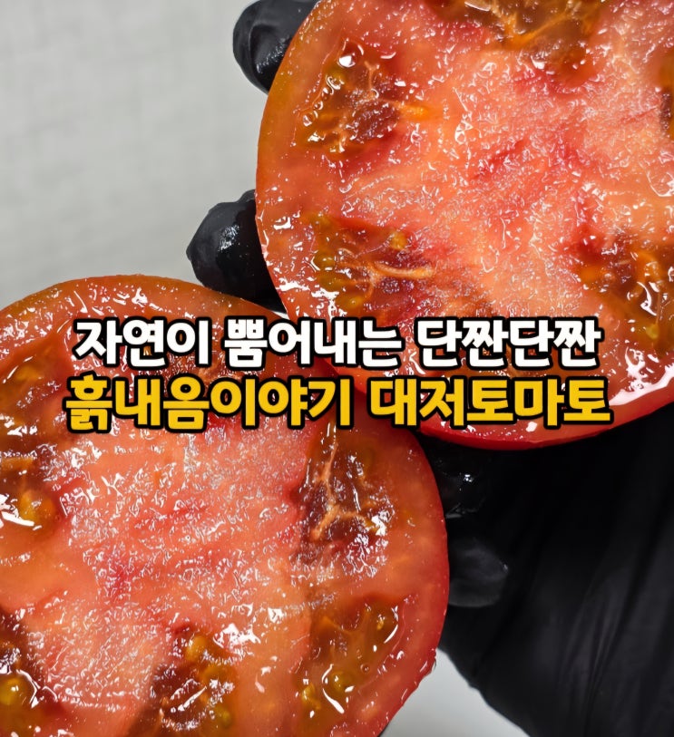  봄동 다음은 이것! 3월 제철 음식 단짠 맛있는 토마토 흙내음이야기 부산 대저 짭짤이토마토