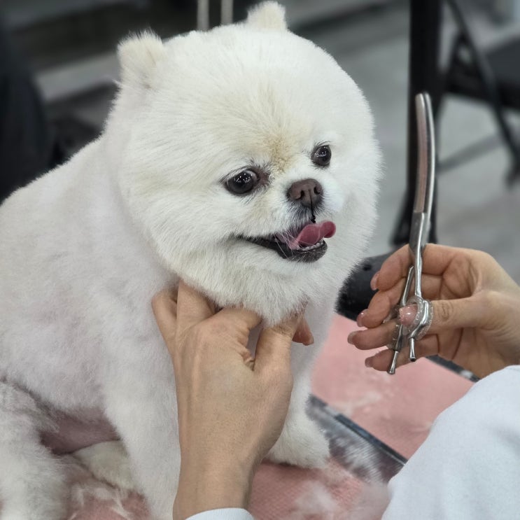  부산 서면애견미용학원 등록 후기  직장인 이직 고민부터 KAPP 심사, 창업 준비까지