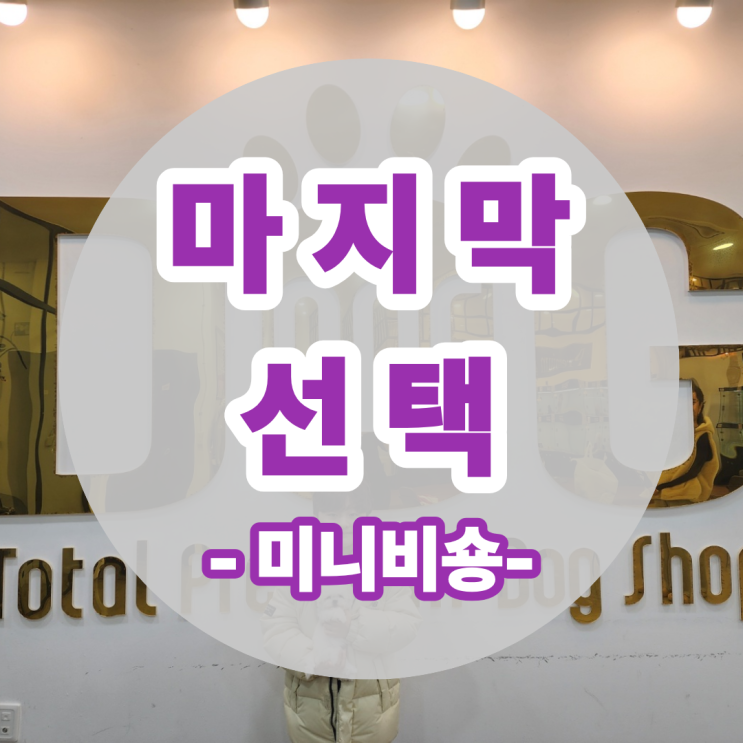  미니비숑 분양 후기 대전 청주 세종 다 돌아보고 원독에서 결정한 이유