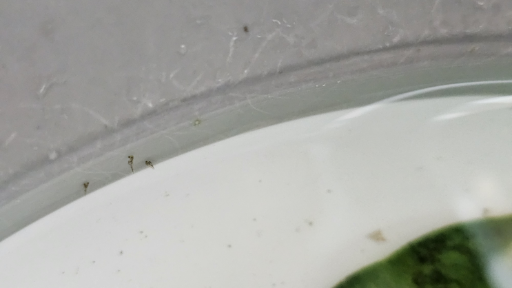  금붕어 산란과 성장(2) : 금붕어 애기들...