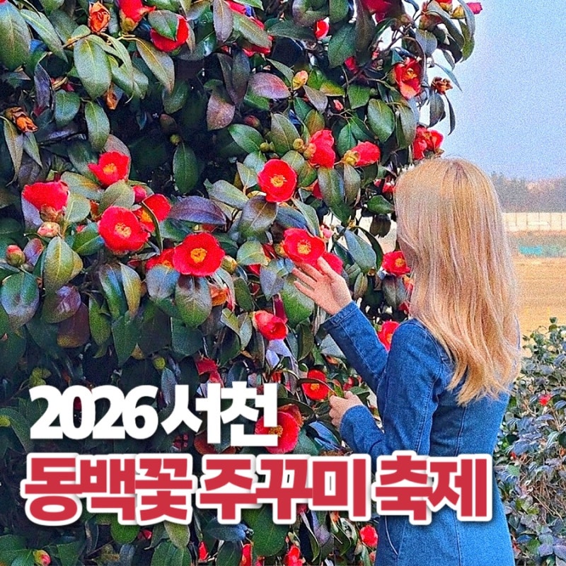2026 서천 동백꽃 주꾸미 축제 일정 주차 정보