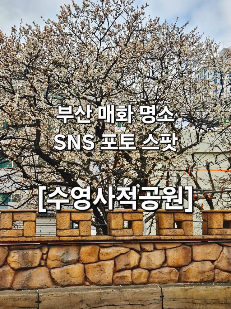  부산 3월 1일 돌담 위 매화 봄을 만난 '수영사적공원'