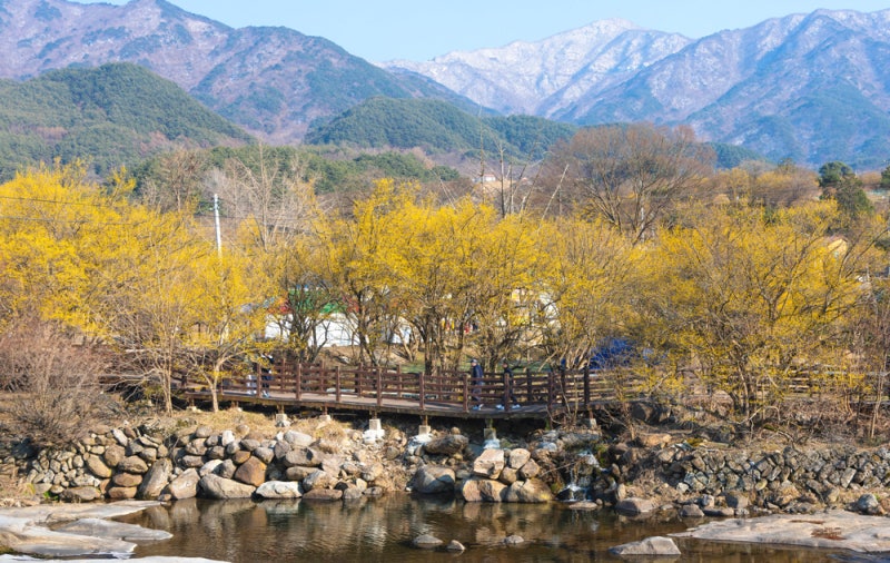 2026 구례 산수유꽃축제 기간 가수 주차장 셔틀버스 일정 체크리스트