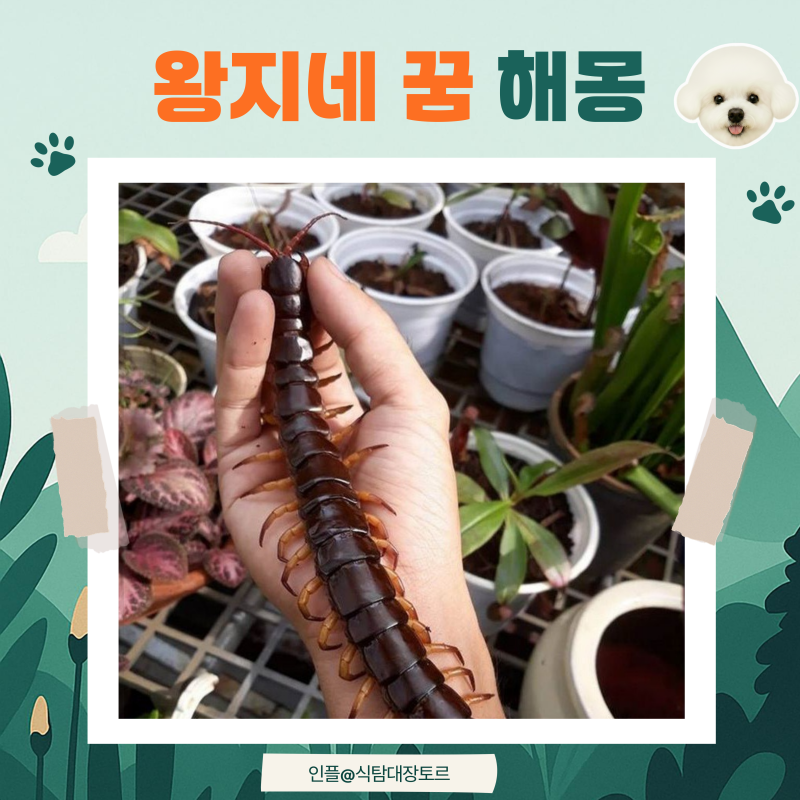 왕지네 잡았으면 길몽일까 지네꿈 해몽 제대로 정리