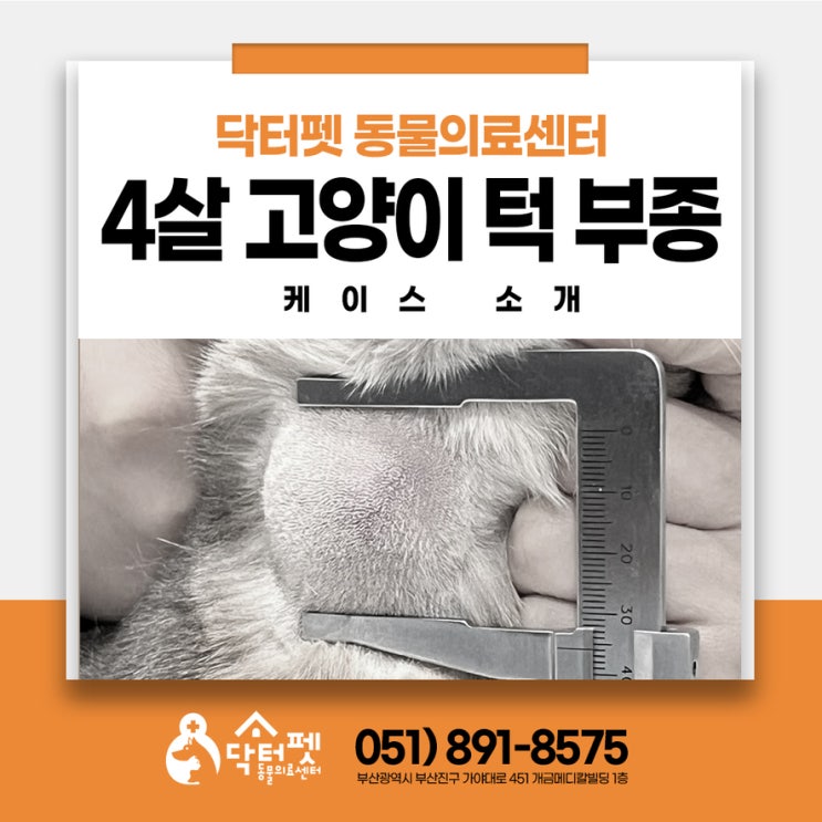  4살 고양이 턱에 혹이? 염증일까? 종양일까? 부산 고양이 동물병원