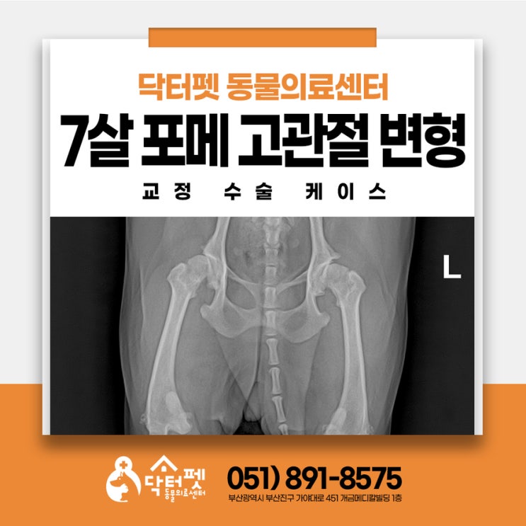  7살 포메라니안 뒷다리에 자꾸 힘이 빠졌던 이유가? 강아지 고관절 변형 통증에서 벗어나는 최선의 방법
