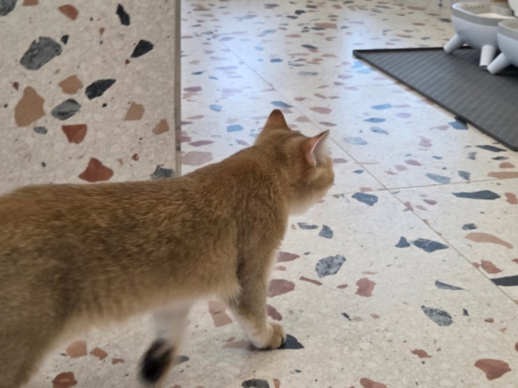  고양이 응급상황 대처법, 집사라면 꼭 알아야 할 7가지