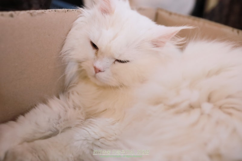 페르시안 고양이 종류 친칠라 묘종 성격 특징 차이, 분양가