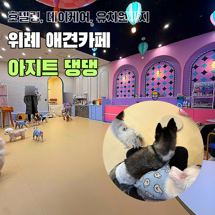 아지트댕댕 위례
