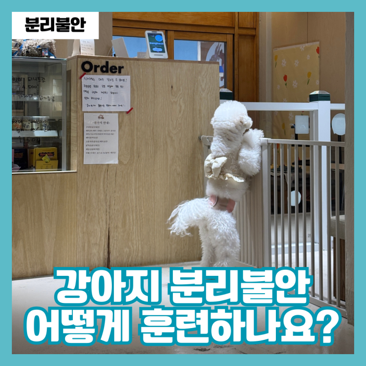  강아지 분리불안 교육 방법, 훈련해도 고쳐지지 않는 이유는?