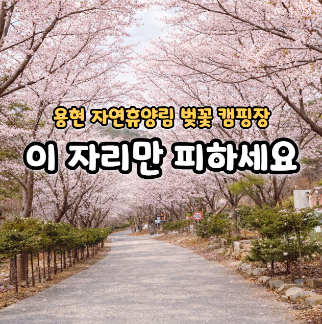 용현자연휴양림 야영장 데크 리뷰, 이용 예약 방법(벚꽃 캠핑장)