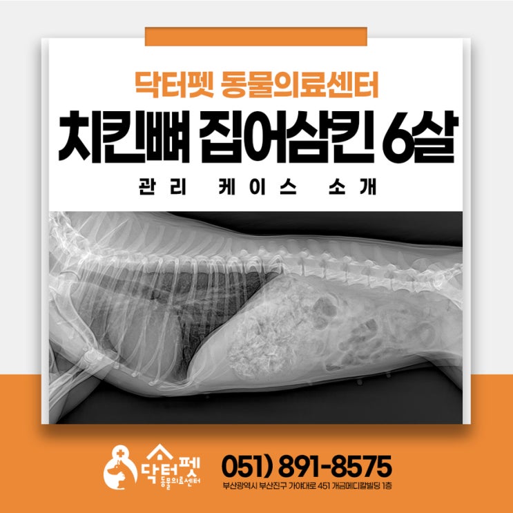  강아지가 닭뼈 치킨뼈를 먹었어요! 동물병원에 와야 하는 이유