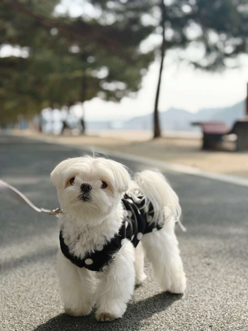 사진 8